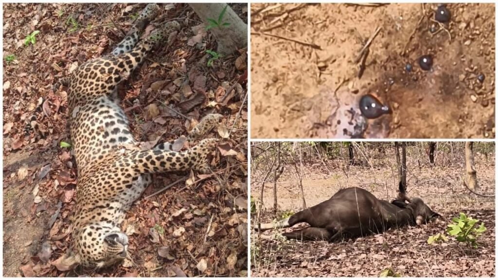 खल्लारी वन क्षेत्र में करंट से तेंदुआ और वन भैंसे की मौत जिम्मेदार कौन